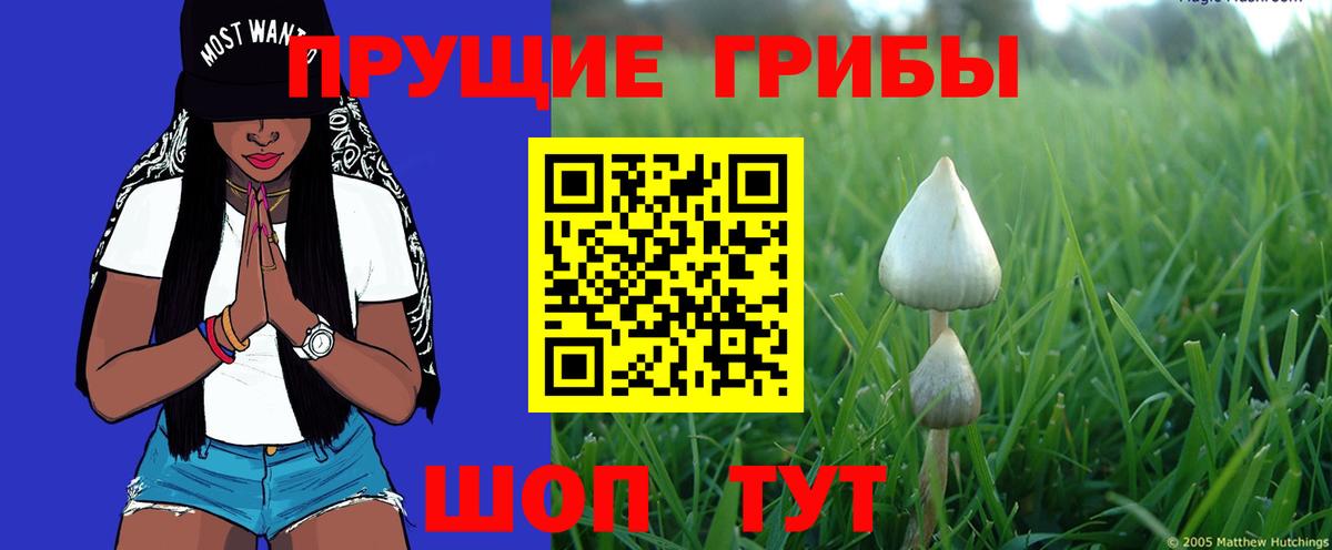 Галлюциногенные грибы Psilocybine cubensis Родники